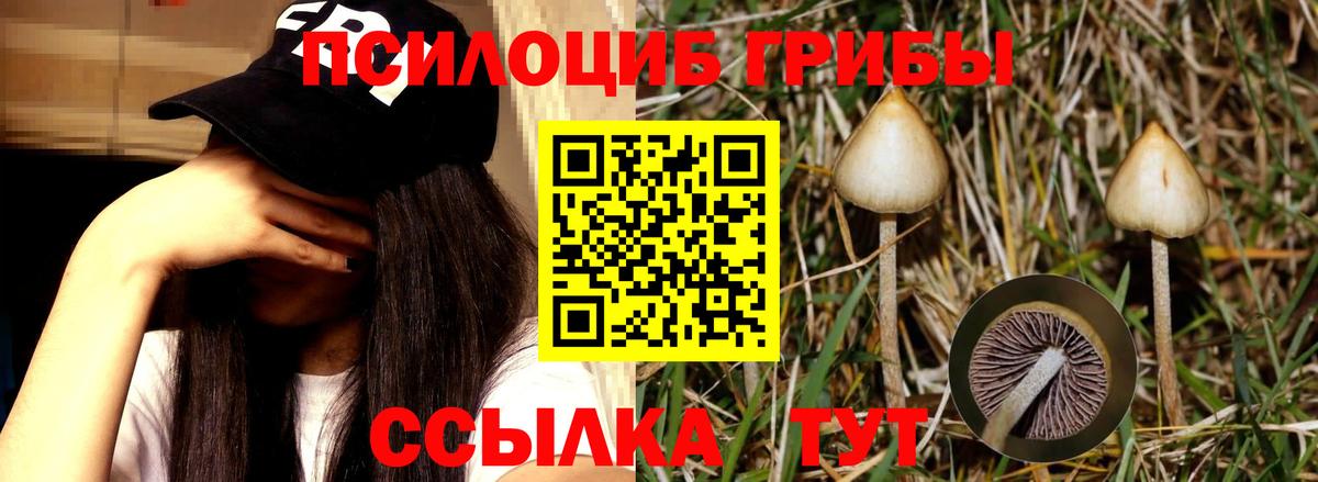 Псилоцибиновые грибы GOLDEN TEACHER  Вход с VPN  Минеральные Воды  Псилоцибиновые грибы прущие грибы 